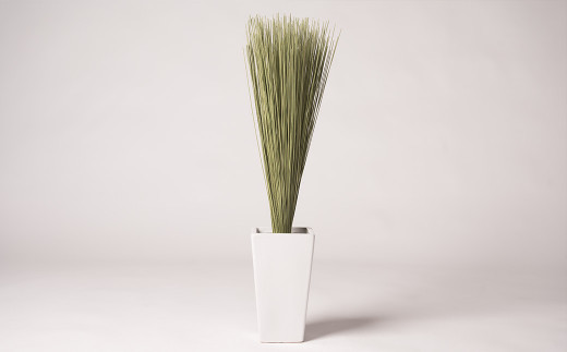 装飾い草「香雅美草」 60cm×3cm 120g 5本