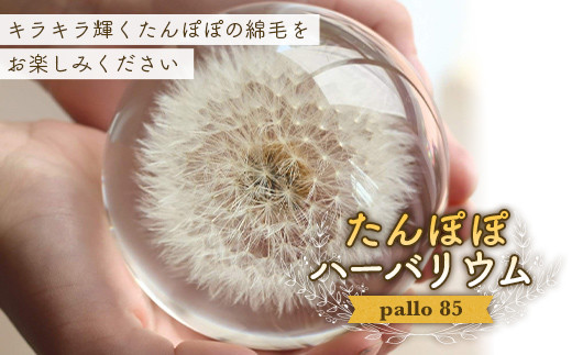 【pallo 85】たんぽぽハーバリウム F24N-428 1136777 - 三重県亀山市