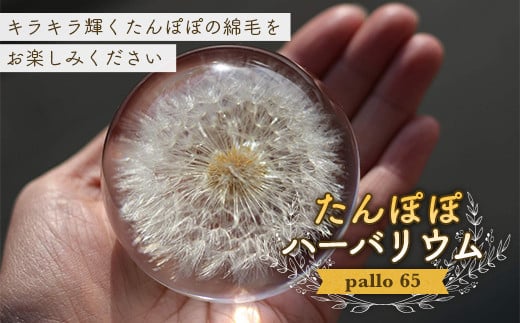 【pallo 65】たんぽぽハーバリウム F24N-427 1136776 - 三重県亀山市