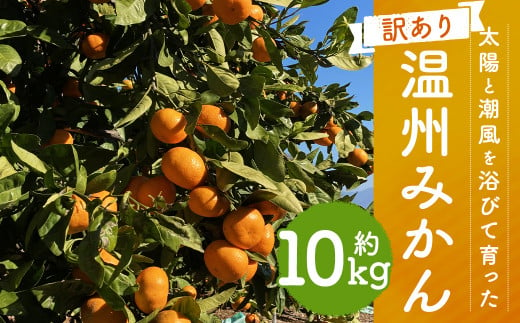 長崎県時津町のふるさと納税［（長崎県 時津町）］返礼品一覧（1ページ