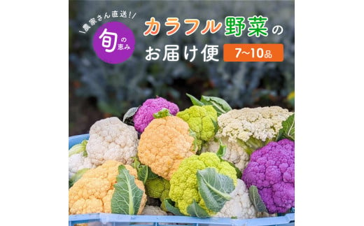 農家さん直送！旬の恵み　カラフル野菜のお届け便　カリフラワー　コールラビ　かぶ　ブロッコリー　詰め合わせ　セット　おまかせ[№5748-0472]