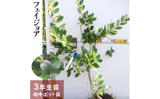 フェイジョア 苗木 - 植物/観葉植物