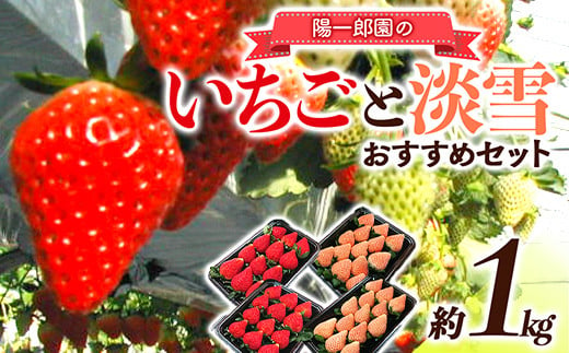 陽一郎園のおすすめいちごと淡雪のセット 約1kg イチゴ 苺 果物 くだもの フルーツ 食べ比べ 数量限定 F4H-0035 487933 - 群馬県渋川市