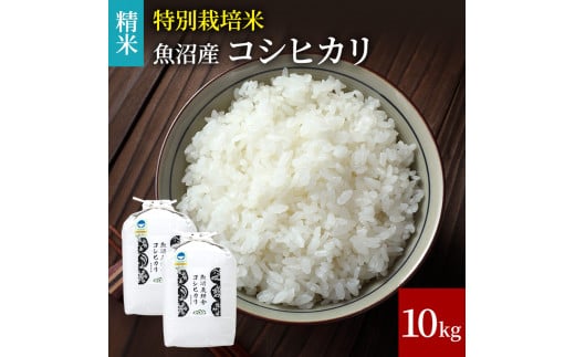 [№5762-0794][令和5年産]特別栽培米 魚沼産コシヒカリ（精米）10kg