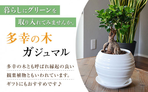 観葉植物 ガジュマル 多幸の木 ボール形 陶器 鉢 （白） 大村市 フラワーコーポレーション [ACAB369]