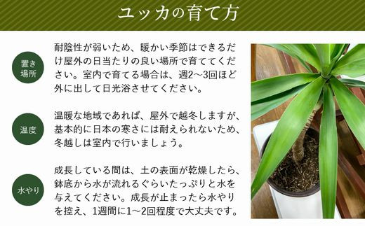 066-11 観葉植物 ユッカ 1鉢 - 鹿児島県南九州市｜ふるさとチョイス