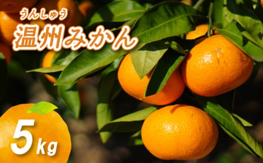 【11月から発送】温州みかん 5kg みかん 3月配送 柑橘 みかん 温州みかん 早生 わせ 南柑20号 みかん 数量限定 みかん 愛媛県産 みかん 松山市 みかん 中島 みかん 温州みかん みかん 蜜柑 温州みかん ミカン みかん 旬 温州みかん 1122414 - 愛媛県松山市