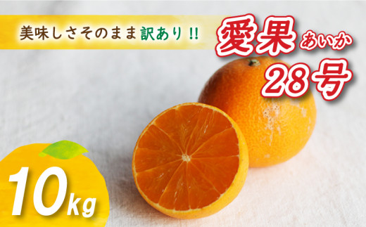 【12月から発送】 訳あり 愛果28号 10kg あいか みかん 数量限定 みかん 愛媛県産 みかん 愛果28号 松山市 みかん 中島 みかん 愛果28号 訳あり みかん 蜜柑 愛果28号 ミカン みかん 旬 愛果28号 露地栽培 訳あり 1122423 - 愛媛県松山市