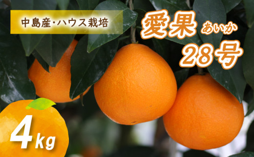 【12月から発送】 愛果28号 4kg あいか みかん 数量限定 みかん 愛媛県産 みかん 愛果28号 松山市 みかん 中島 みかん 愛果28号 みかん 蜜柑 愛果28号 ミカン みかん 旬 愛果28号 ハウス栽培 【贈答にもおすすめ】 1122419 - 愛媛県松山市