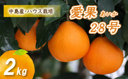 【12月から発送】 愛果28号 2kg あいか みかん 数量限定 みかん 愛媛県産 みかん 愛果28号 松山市 みかん 中島 みかん 愛果28号 みかん 蜜柑 愛果28号 ミカン みかん 旬 愛果28号 ハウス栽培 【贈答にもおすすめ】 1122420 - 愛媛県松山市