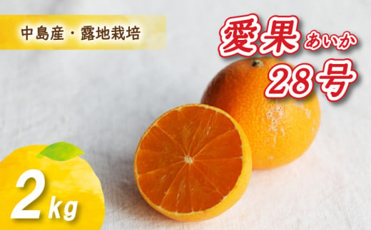 【12月から発送】 愛果28号 2kg あいか みかん 数量限定 みかん 愛媛県産 みかん 愛果28号 松山市 みかん 中島 みかん 愛果28号 みかん 蜜柑 愛果28号 ミカン みかん 旬 愛果28号 1122436 - 愛媛県松山市