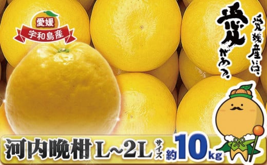 贈答用 河内晩柑 10kg L～2L サイズ 中井屋  果物 フルーツ 柑橘 みかん 蜜柑 晩柑 かわちばんかん 和製 グレープフルーツ 数量限定 産地直送 国産 愛媛 宇和島 B012-173007 1279407 - 愛媛県宇和島市