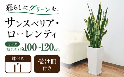 観葉植物 サンスベリア・ローレンティ ロングスクエア 陶器鉢植え（白