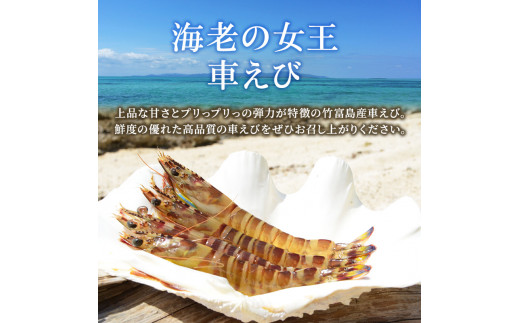 2024年 先行予約 車えび 500g 竹富島産 冷凍 エビ - 沖縄県竹富町