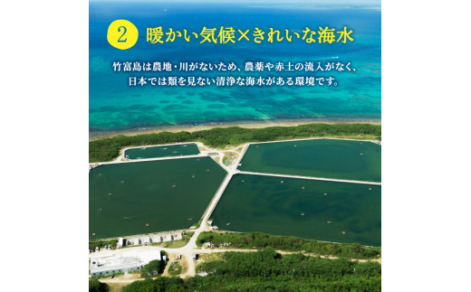 2024年 先行予約 車えび 500g 竹富島産 冷凍 エビ - 沖縄県竹富町