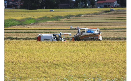 定期便／６ヶ月】魚沼産川西こしひかり2kg 新潟県認証特別栽培米 令和