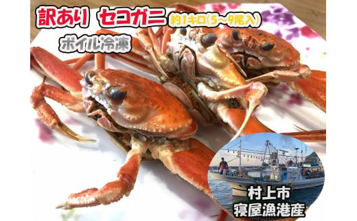 【訳あり】セコガニ 約1kg（5～9尾入）【新潟県村上市寝屋漁港産】【数量・期間限定】 C4088 1120993 - 新潟県村上市