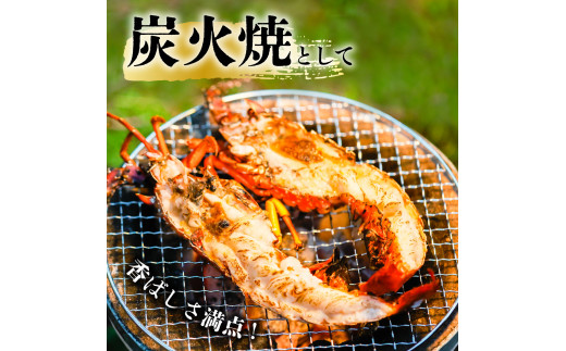 伊勢海老 2.8キロ 最終-