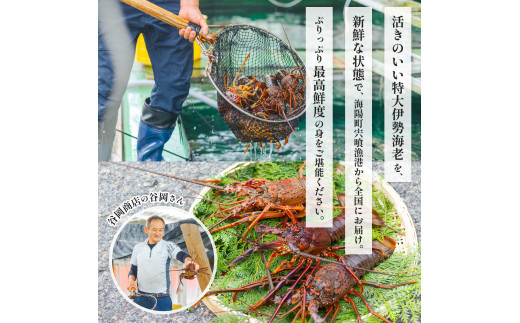 伊勢海老 2.8キロ 最終-