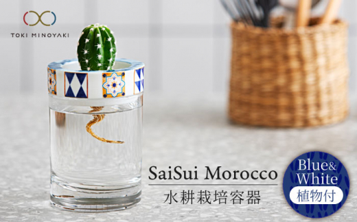 【美濃焼】SaiSui Morocco（Blue＆White）植物付き【大東亜窯業】 [MAG072] 1119751 - 岐阜県土岐市