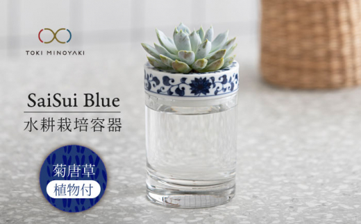 【美濃焼】SaiSui Blue（菊唐草）植物付き【大東亜窯業】 [MAG066] 1119745 - 岐阜県土岐市