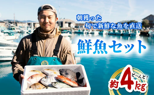 産地直送！ 海陽町より旬の魚をお届け！ 鮮魚セット 中セット 約４kg  詰め合わせ  536740 - 徳島県海陽町