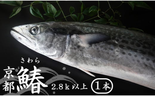 【11月～3月発送】 漁師直送！！ 一本釣り 京都鰆 2.8kg 以上 鮮魚 1尾 天然 新鮮 鮮度抜群 冷蔵 ナマモノ 寒さわら 活締め