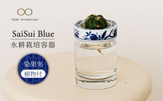 【美濃焼】SaiSui Blue（染果実）植物付き【大東亜窯業】 [MAG069] 1119748 - 岐阜県土岐市