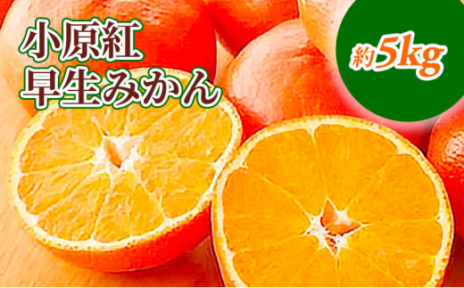 №5911-0056]おいでまい純米酒 720ml 3本 - 香川県綾川町｜ふるさと