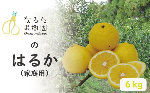 成田果樹園のはるか 6kg【家庭用】　 訳あり わけあり なるた果樹園 みかん 柑橘 くだもの フルーツ 高知 農園 直送 農家 数量 期間 限定