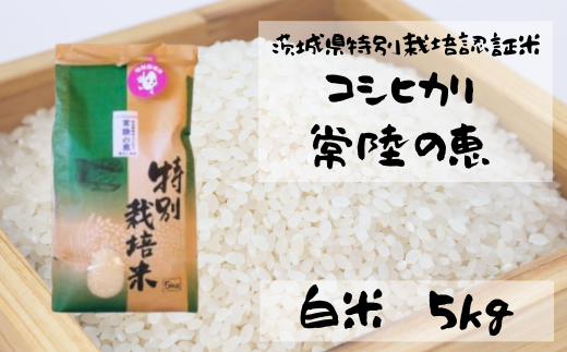 令和５年産】こしひかり 常陸の恵 白米５kg 【茨城県 常陸太田市 特別