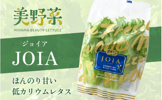 m40-b003] 低カリウムレタス 美野菜 「JOIA」 20袋 クリーンルーム栽培