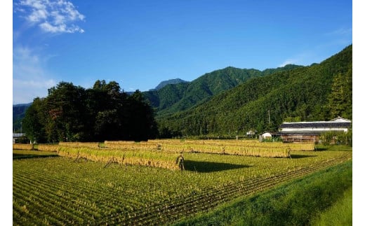 長野県松川村のふるさと納税 グルテンフリ—  自然栽培の 米粉麺 （ 玄米麺 ）120g× 8食  ｜麺 めん 米粉 米粉麺 米粉めん グルテンフリー お米のめん 半生麺 長野県 松川村