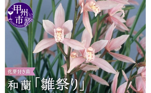 緑花大輪品種 和蘭 「春一番」 花芽～開花株 ４号陶器鉢付 B2-1111 - 山梨県甲州市｜ふるさとチョイス - ふるさと納税サイト