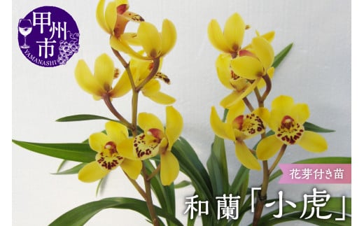 緑花大輪品種 和蘭 「春一番」 花芽～開花株 ４号陶器鉢付 B2-1111 - 山梨県甲州市｜ふるさとチョイス - ふるさと納税サイト