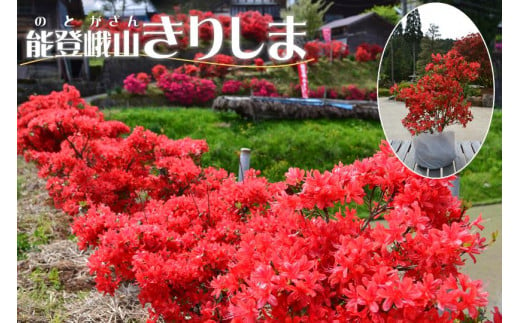 深紅に咲き誇る能登のキリシマツツジ B-15 能登峨山きりしま 718161 - 石川県穴水町