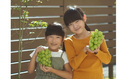 冷蔵貯蔵】上山市産・冬に味わうシャインマスカット ２房 合計１