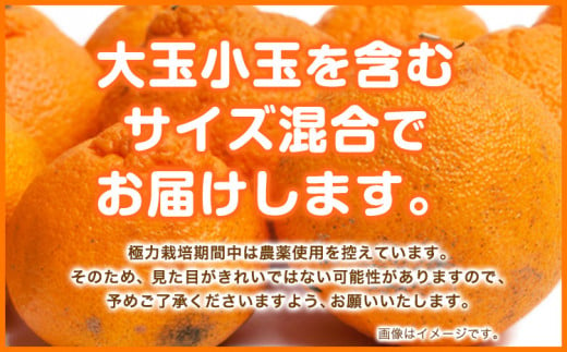 和歌山県日高町のふるさと納税 訳あり 不知火 【 デコポン と 同品種 】 みかん ご家庭用 2.5kg+75g(傷み補償分) 池田鹿蔵農園 @日高町 《2月上旬-3月末頃出荷》和歌山県 日高町 送料無料 しらぬい でこぽん 家庭用 訳あり 不知火 訳あり デコポン わけあり【配送不可地域あり】