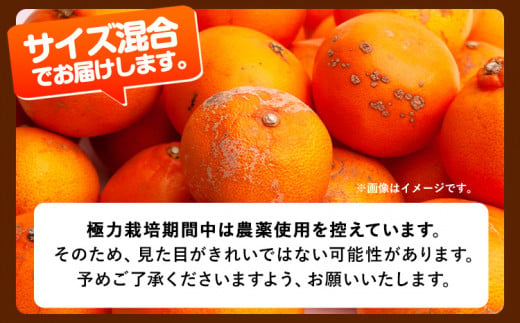 和歌山県日高町のふるさと納税 ＜先行予約＞家庭用 せとか 約 1.2kg+36g（傷み補償分）【柑橘・春みかんの王様】【光センサー選果・食べ頃出荷】《2月上旬から4月中旬出荷》 池田鹿蔵農園 和歌山県 日高町 家庭用 訳あり せとか わけあり セトカ ミカン 柑橘 柑橘類 【配送不可地域あり】送料無料