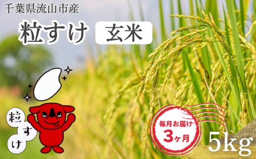 【毎月定期便3回】粒すけ 米 5kg 玄米 新品種 大粒子 1137457 - 千葉県流山市