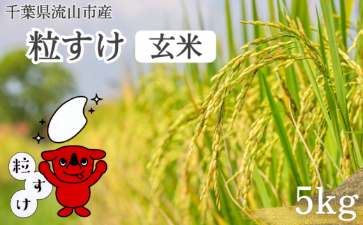 千葉県流山市のふるさと納税 粒すけ 米 5kg 玄米 新品種 大粒子