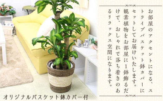 【観葉植物】幸福の木 8号 ストライプバスケット鉢カバー 高さ:約1m～1.2m(鉢底より) ｜観葉植物 インテリア 部屋 おしゃれ 福岡県筑前町  送料無料|ブルーミングスケープ