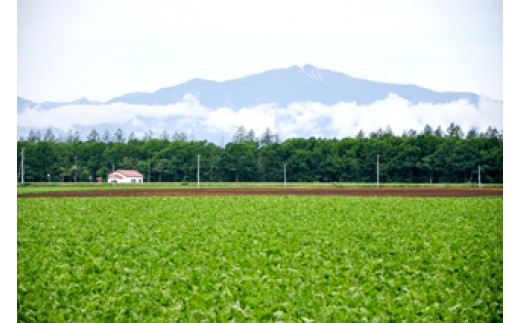 鎌田農園の風景