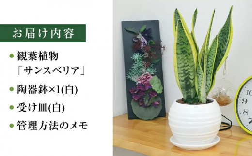 観葉植物 サンスベリア ボール型 陶器鉢 白 / 観葉 植物 インテリア