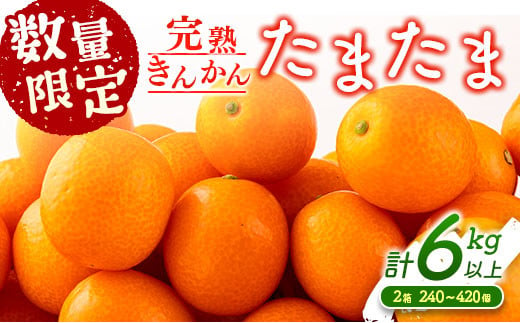  先行予約 数量限定 完熟きんかん たまたま 計6kg以上 (3kg×2箱) フルーツ 果物 くだもの 柑橘 金柑 国産 食品 期間限定 大粒 宮崎ブランド 希少 おすすめ デザート おやつ ギフト 贈り物 贈答 お返し お祝い おすそ分け 産地直送 日南市 送料無料_DC8-23 1133162 - 宮崎県日南市