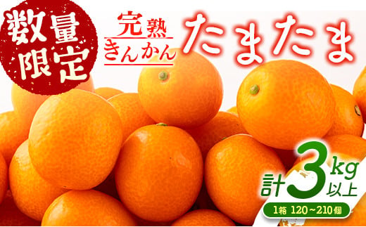  先行予約 数量限定 完熟きんかん たまたま 計3kg以上 (3kg×1箱) フルーツ 果物 くだもの 柑橘 金柑 国産 食品 期間限定 大粒 宮崎ブランド 希少 おすすめ デザート おやつ ギフト 贈り物 贈答 お返し お祝い おすそ分け 産地直送 日南市 送料無料_BC58-23