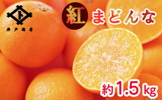 ★★★150箱限定★★★【11月下旬から発送】 紅まどんな ◯等級 Lから2L 約1.5kg | まどんな マドンナ 高級 柑橘 みかん 蜜柑 愛媛 松山 10000円 返礼品 甘い 大玉 みかん みかん  1130936 - 愛媛県松山市