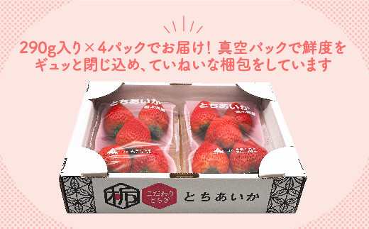 【先行予約】【数量限定】とちあいか 290g×4パック【いちご イチゴ 苺 真空パック】※2023年11月上旬頃より順次発送予定