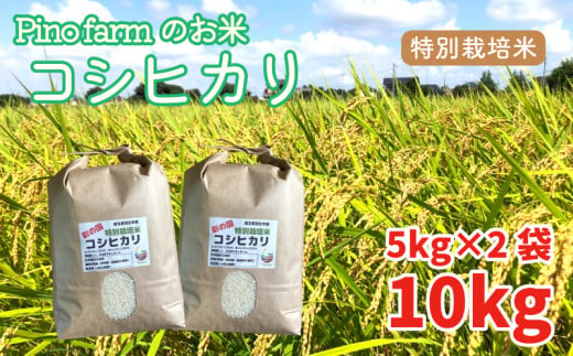 コシヒカリ 10kg 令和6年 2024年 特別栽培米 pino farm ブランド米 お米 おこめ 469783 - 埼玉県羽生市