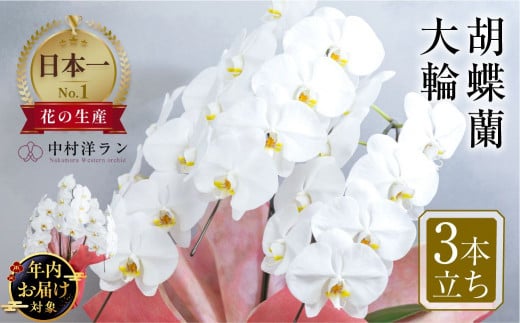 【年内発送】中村洋ラン  胡蝶蘭 大輪 3本立ち 白 ラッピング ／ お花 生花 室内装飾 愛知県 特産品 産地直送 田原市 渥美半島